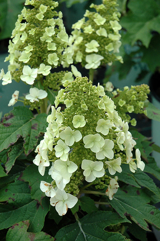 Hydrangea quercifolia 'Munchkin'
