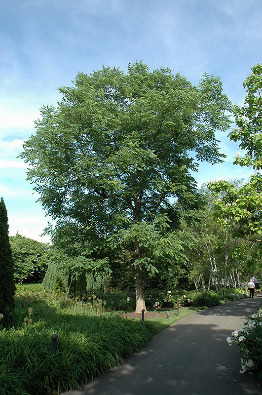 Gymnocladus dioicus 'Espresso' (Kentucky Coffee Tree)