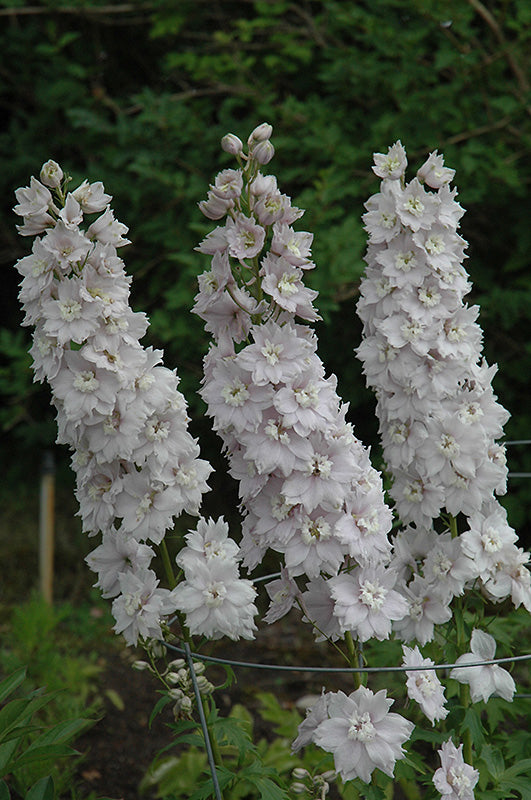 Delphinium elatum 'Double Innocence' (Larkspur)