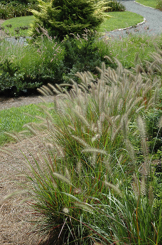Pennisetum alopecuroides 'Cassian' (Dwarf Fountain Grass)