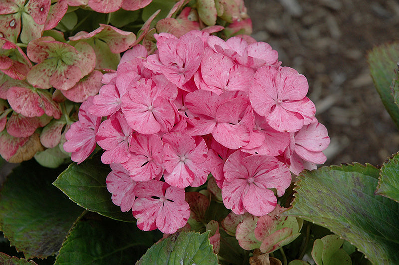 Hydrangea macrophylla 'Sweet Fantasy Dancing Angel'
