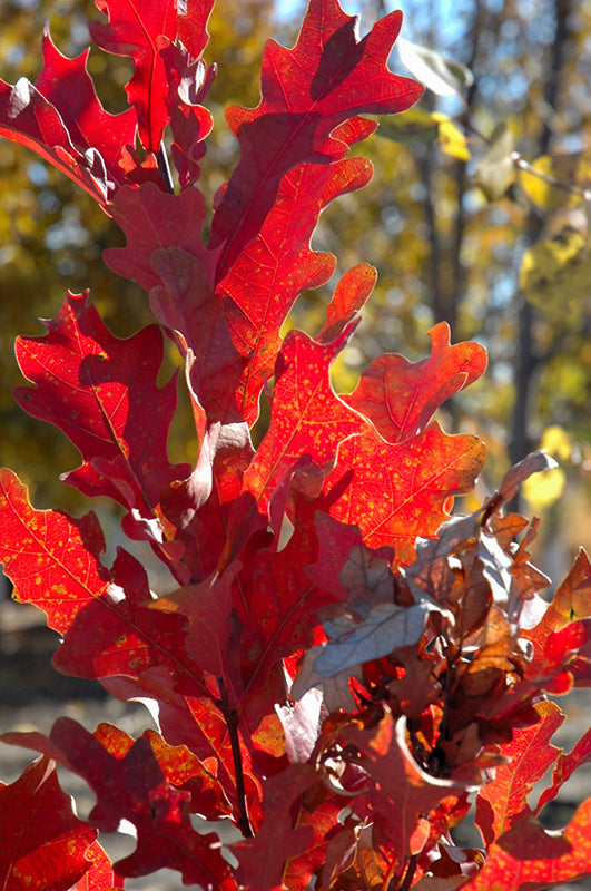 Quercus robur 'Crimson Spire' (Crimson Spire Oak)