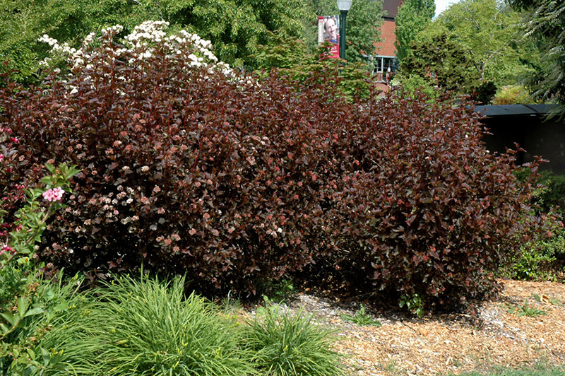 Physocarpus opulifolius 'Red Baron'