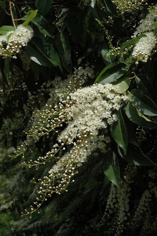 Prunus lusitanica 'Lolita' (Portuguese Laurel)
