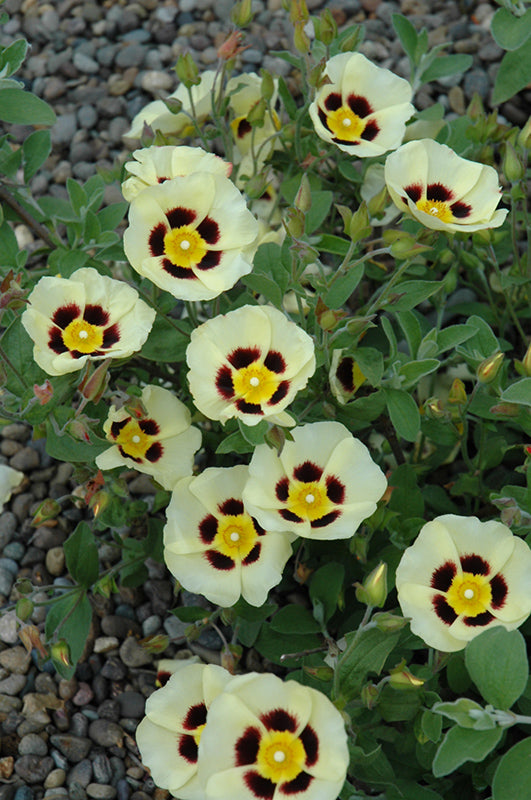 Halimiocistus wintonensis 'Merrist Wood Cream' (Winton Rock Rose)