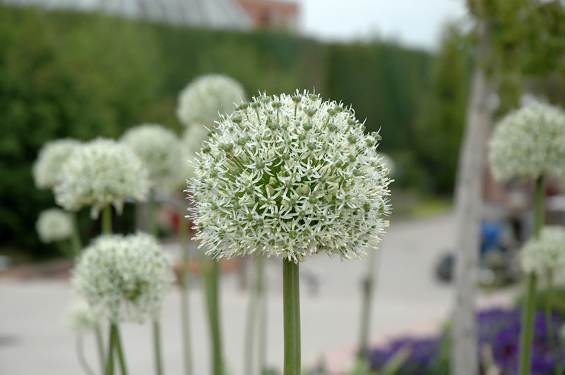 Allium 'Mount Everest' (Ornamental Onion)
