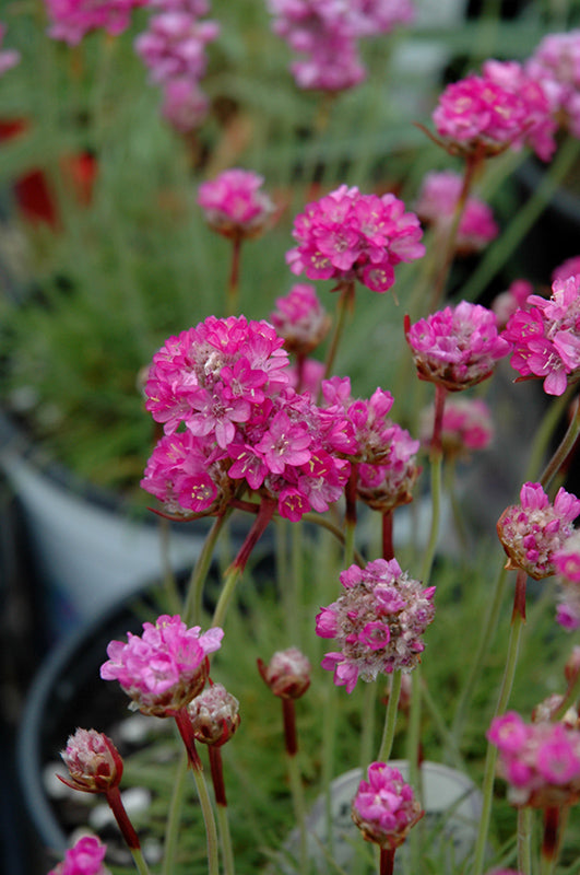 Armeria maritima 'Splendens'