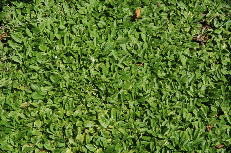 Mazus reptans 'Albus' (Creeping Mazus)