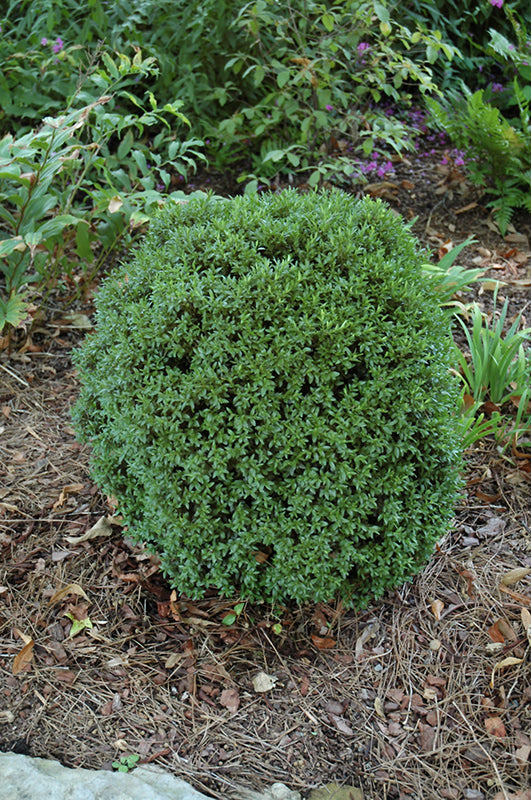 Buxus sinica 'Justin Brouwers' (Boxwood)