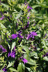Lobelia 'Starship Blue'