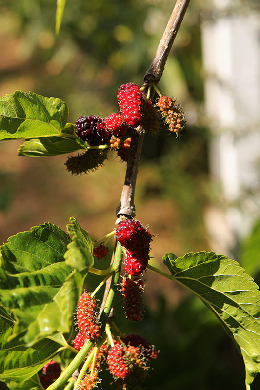 Morus nigra (Black Mulberry)