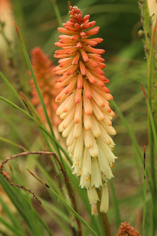 Kniphofia 'Orange Vanilla Popsicle'