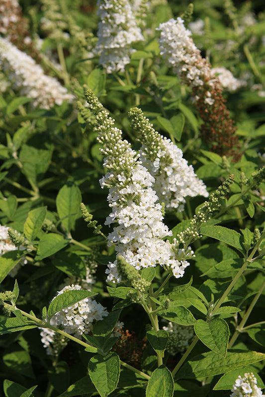 Buddleia 'Chrysalis White' (Butterfly Bush)
