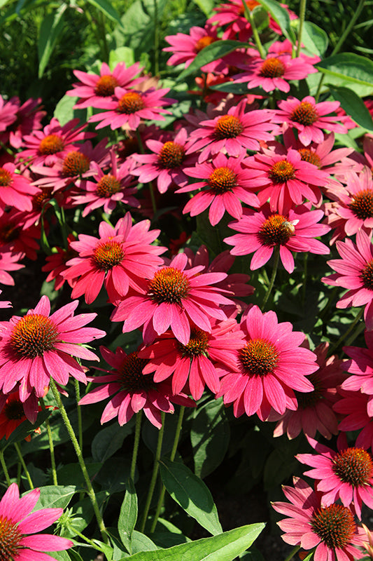 Echinacea x hybrida 'Sombrero Tres Amigos'