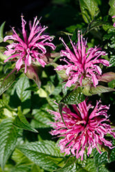 Monarda didyma 'Balbeemin' (BeeMine Pink Beebalm)
