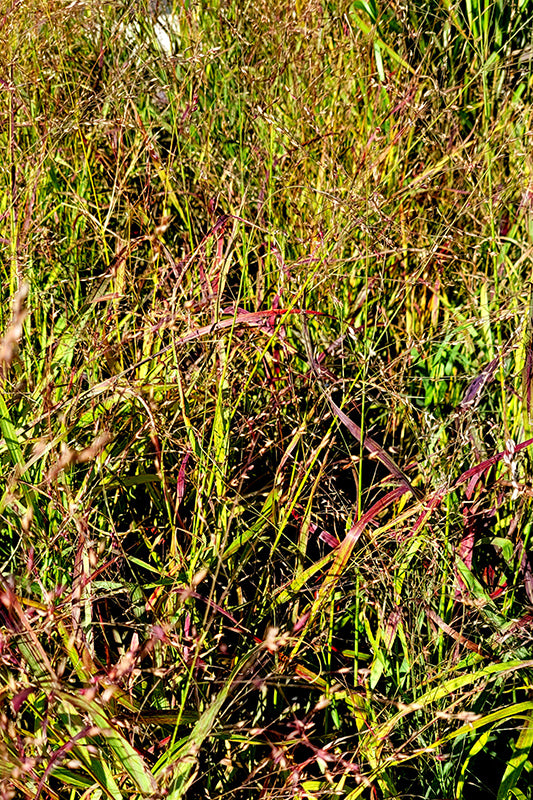 Panicum virgatum 'Red Sunset' (Switch Grass)