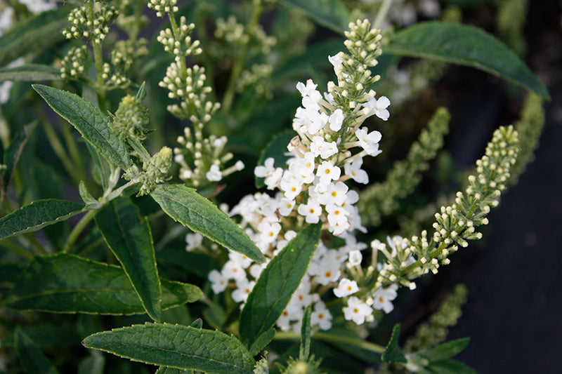 Buddleia 'Leah White' (Butterfly Bush)