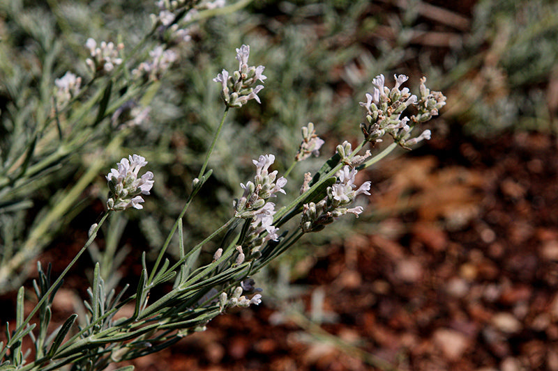 Lavandula 'Blue Spirit White'