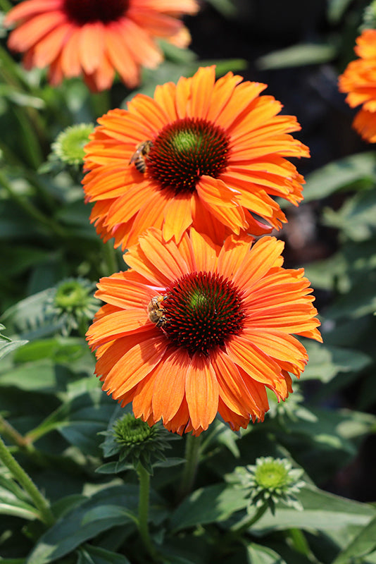 Echinacea Sunseekers 'Mineola' (Mineola Coneflower)