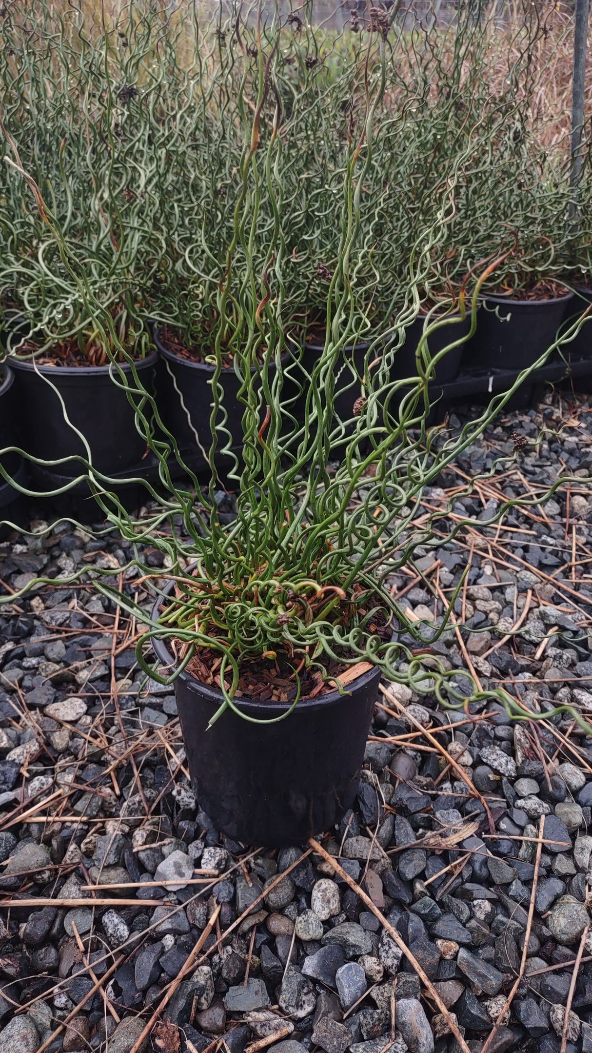 Juncus effusus 'Spiralis' / 'Big Twister' (Spiralis Corkscrew Rush)