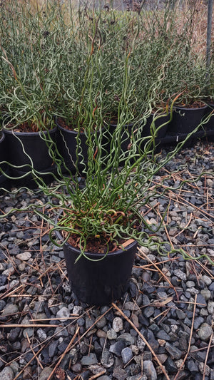 Juncus effusus 'Spiralis' / 'Big Twister' (Spiralis Corkscrew Rush)