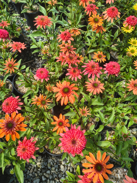 Echinacea Cara Mia 'Coral' (Coral Coneflower)