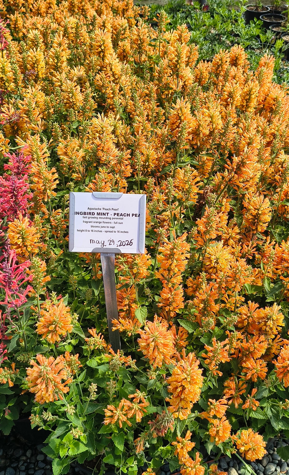 Agastache 'Peach Pearl' (Hyssop)