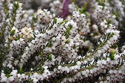 Erica x darleyensis 'Mediterranean White'