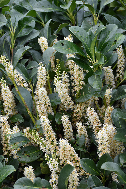 Prunus laurocerasus 'Etna' (English Laurel) – Green Thumb Nurseries