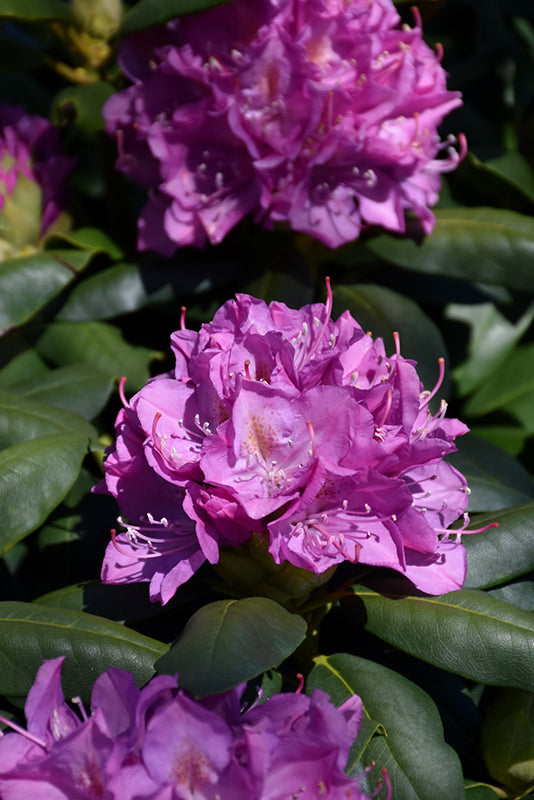 Rhododendron 'Roseum Elegans'