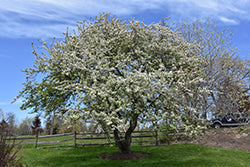Malus 'Snowdrift' (Flowering Crab Apple)