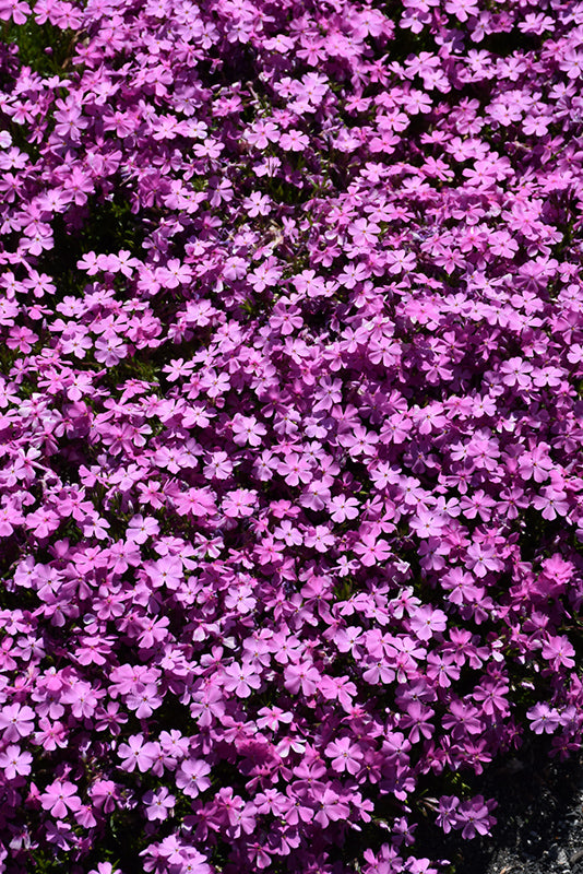 Phlox subulata 'Emerald Pink' (Emerald Pink Moss Phlox)