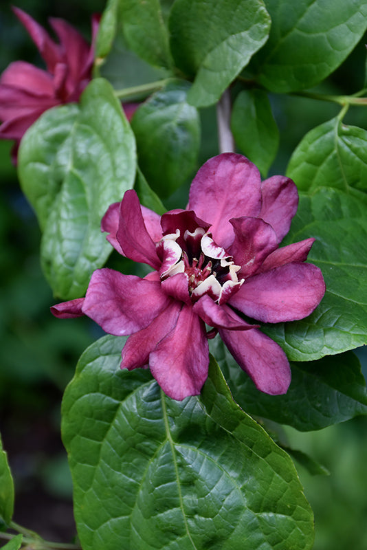 Calycanthus x raulstonii 'Hartlage Wine'