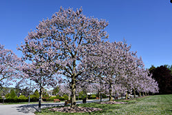 Paulownia tomentosa (Royal Empress Tree)