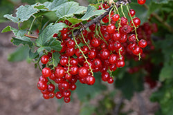 Ribes rubrum (Red Currant)