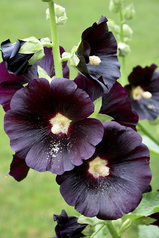 Alcea rosea 'Nigra'