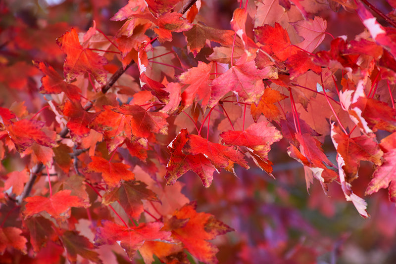 Acer rubrum 'Autumn Radiance' (Red Maple)