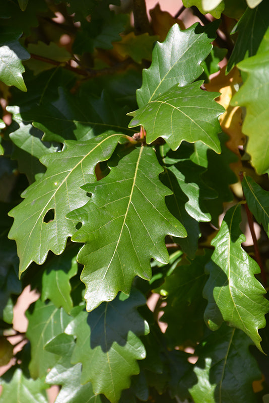 Quercus robur 'Kindred Spirit' (Hybrid Oak)