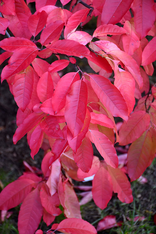 Oxydendrum arboreum (Sourwood)