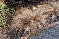 Carex comans 'Bronze' (Bronze Hair Sedge)