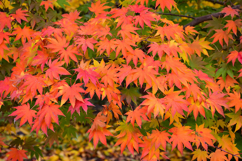 Acer palmatum seedling (Japanese Maple)