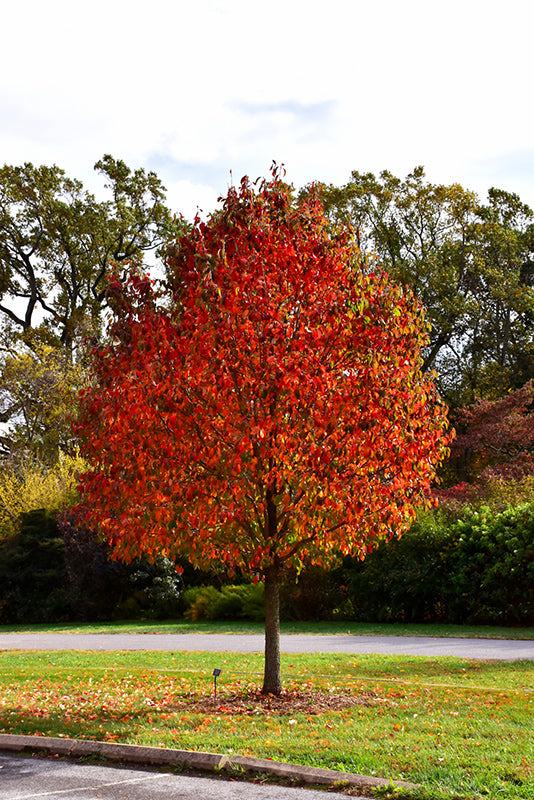 Nyssa sylvatica 'Red Rage' / 'Haymanred' (Red Rage Black Gum)