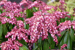 Pieris japonica 'Katsura' (Japanese Pieris)