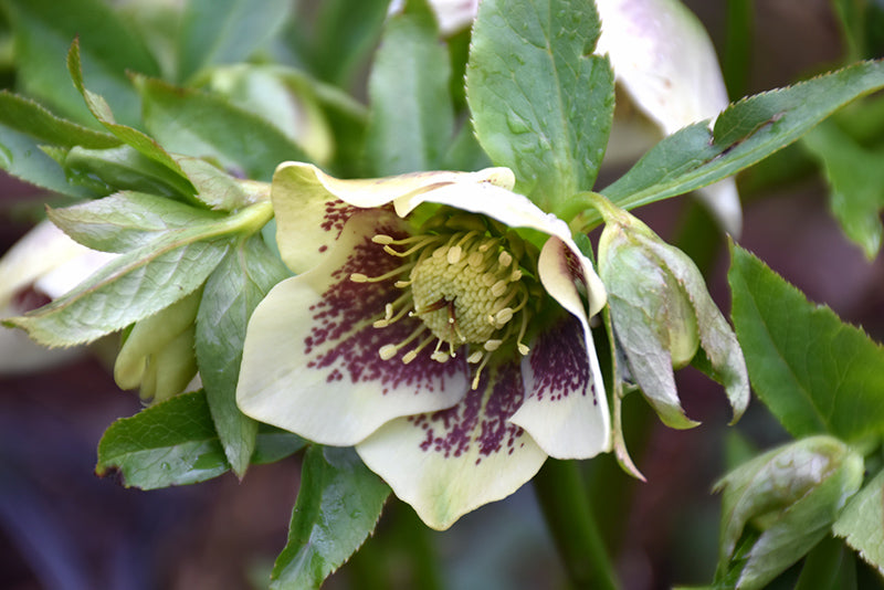 Helleborus Winter Jewels 'Painted'