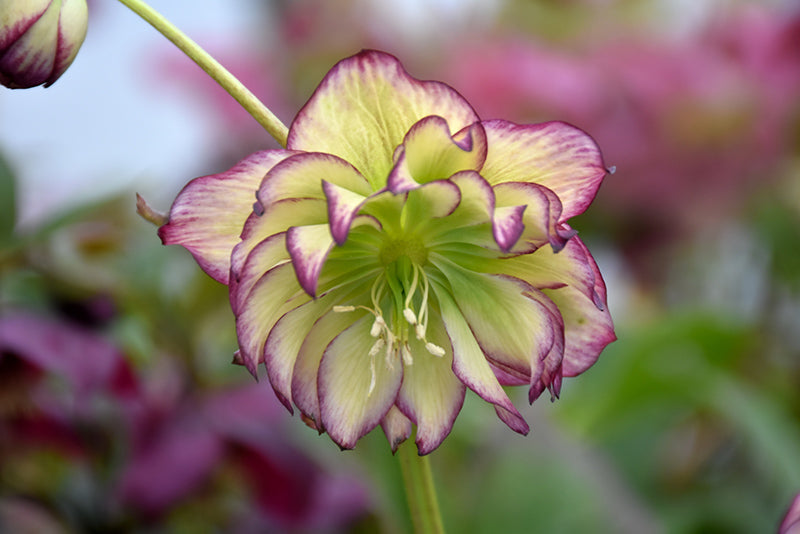 Helleborus Winter Jewels 'Rose Quartz'
