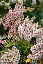 Pieris japonica 'Cupido' (Cupido Japanese Pieris)