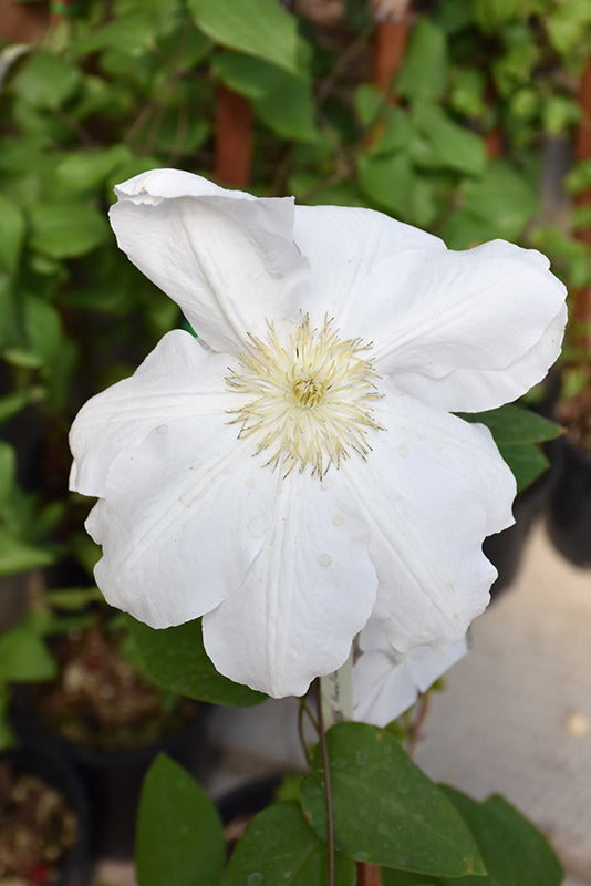 Clematis x hybrida 'Madame Le Coultre'