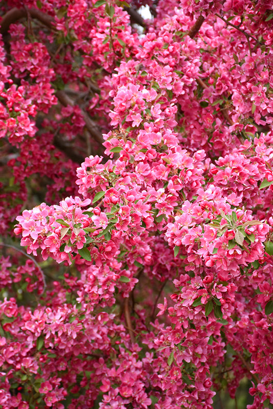 Malus 'Prairie Fire' (Flowering Crab Apple)