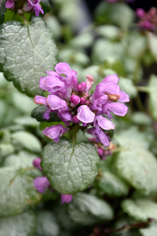 Lamium maculatum 'Red Nancy'