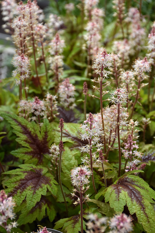 Tiarella 'Sugar and Spice' (Foam Flower)